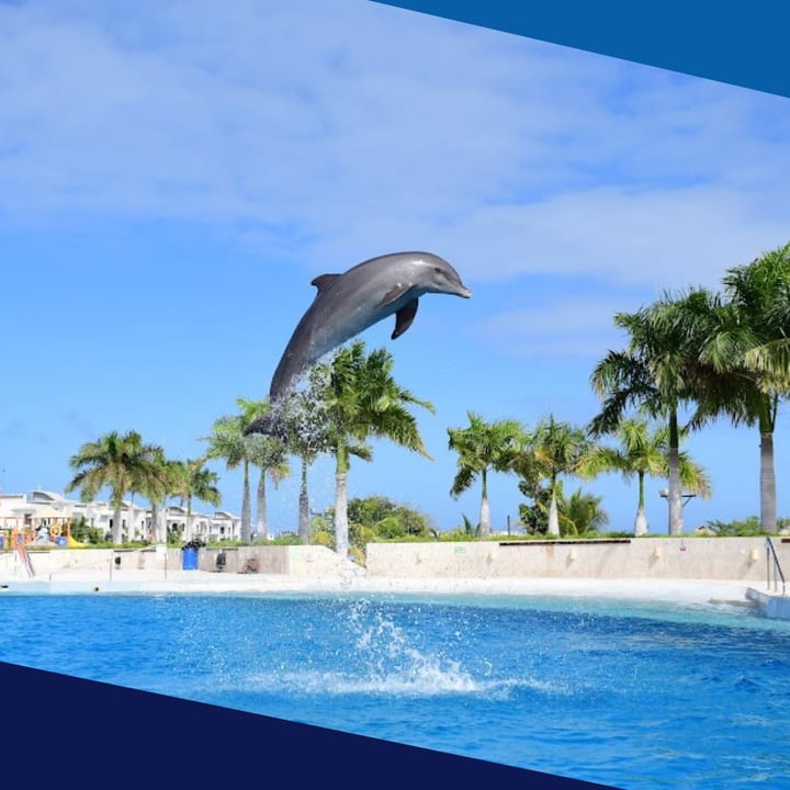 Swim with Dolphins in Punta Cana: Hotels, Prices & Booking Guide [2026]