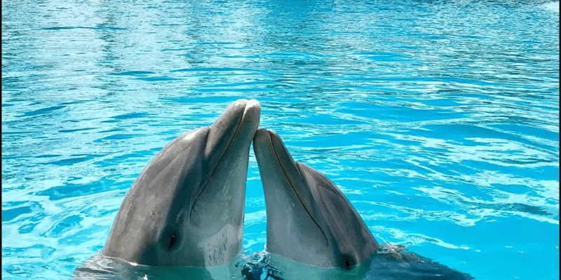 Occidental Punta Cana: The Best Dolphin Encounter Tour (Complete Guide 2026))