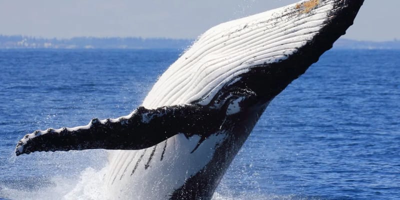 An Unforgettable Experience: Whale Watching in Punta Cana & Samana