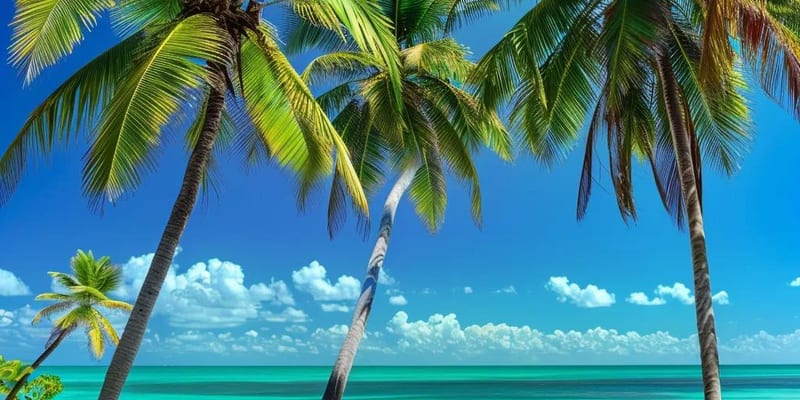 Punta Cana Transfer Cost Comparison Explained