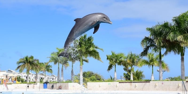 Swim with Dolphins in Punta Cana: Hotels, Prices & Booking Guide [2026]