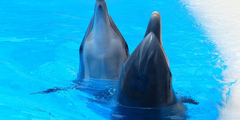 Melia Punta Cana Beach: Best Dolphin Encounter Tour