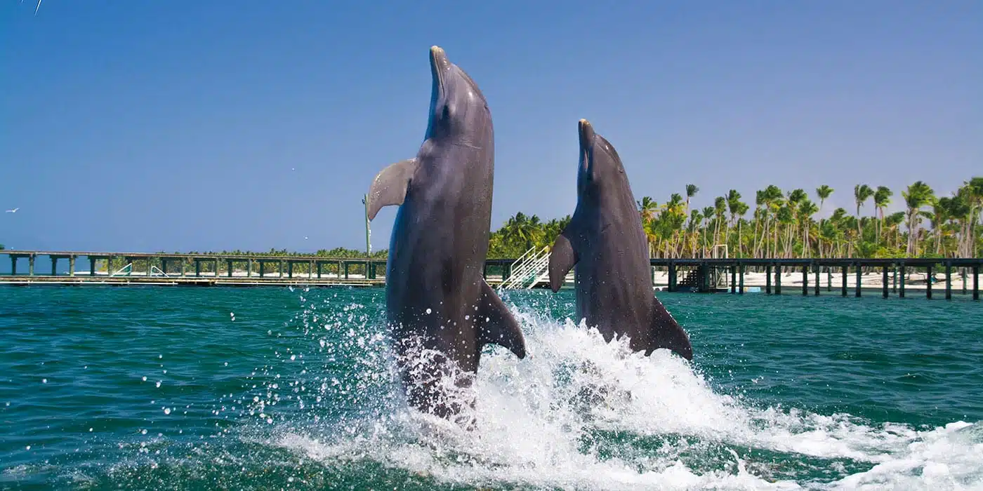 Dreams Onyx Punta Cana: Best Dolphin Encounter Tour